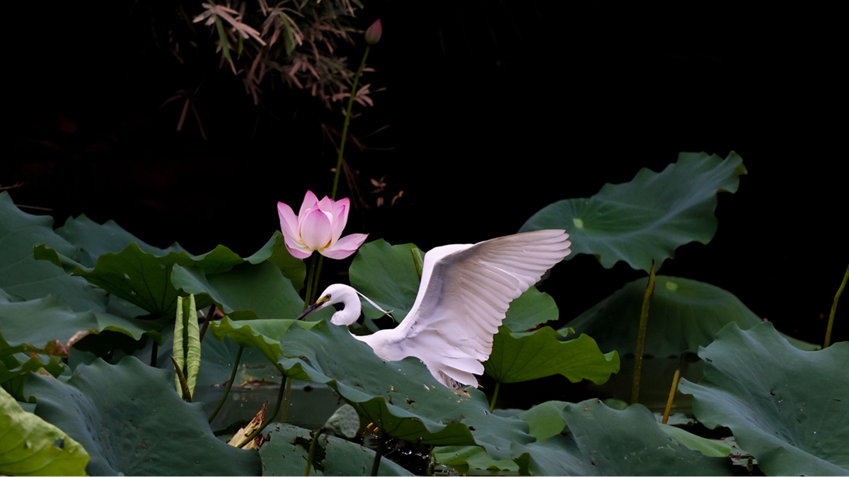 Embracing lotus season at Honghu Park