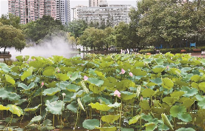 香遠益清 亭亭凈植